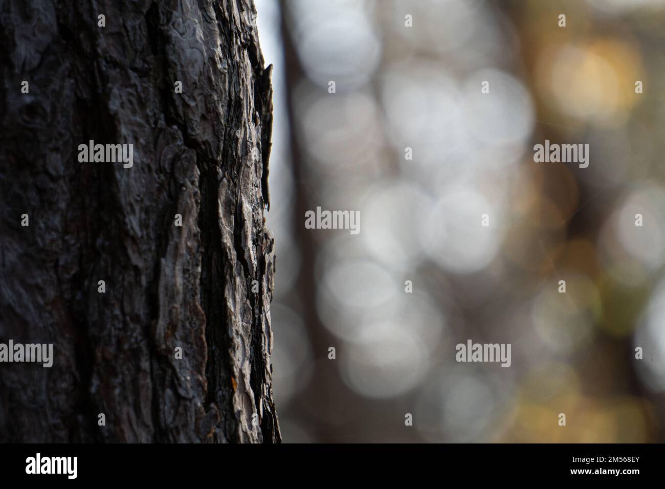 A closeup shot of a brown tree on the blurry background Stock Photo - Alamy