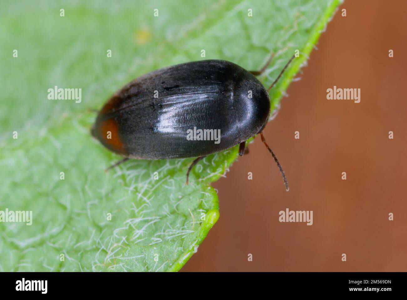 Eucinetus haemorrhoidalis is a species of plate-thigh beetle in the family Eucinetidae, it is holarctic in distribution, including the North American Stock Photo