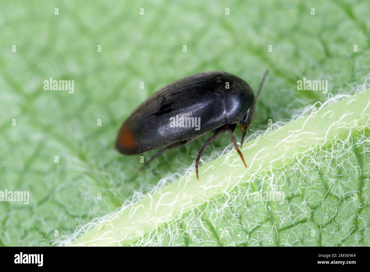 Eucinetus haemorrhoidalis is a species of plate-thigh beetle in the family Eucinetidae, it is holarctic in distribution, including the North American Stock Photo
