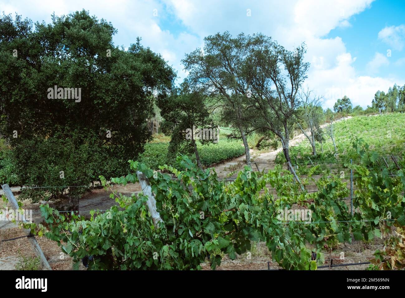 Vineyards with red wine grapes in wine region, Portugal Europe Stock