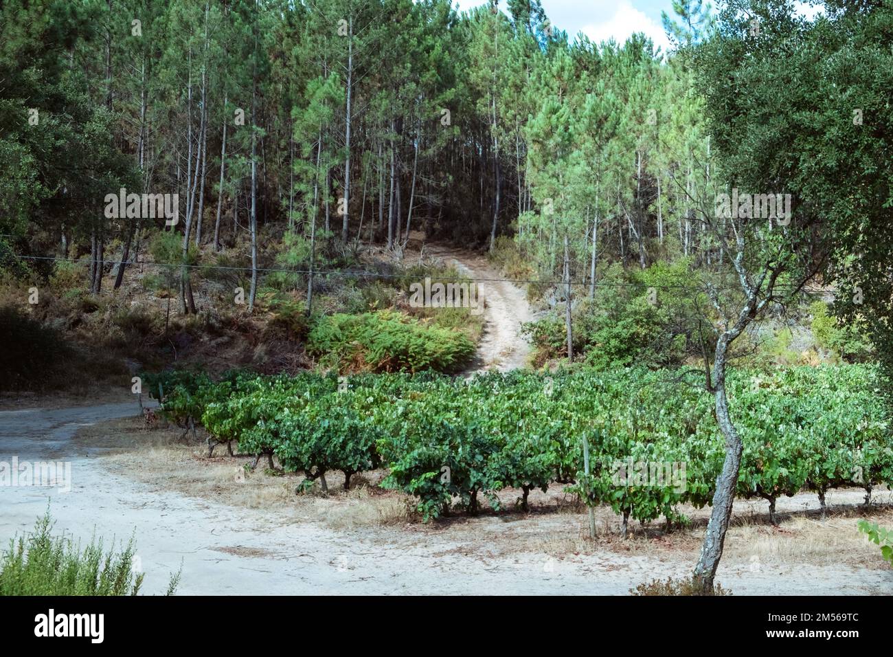 Vineyards with red wine grapes in wine region, Portugal Europe Stock