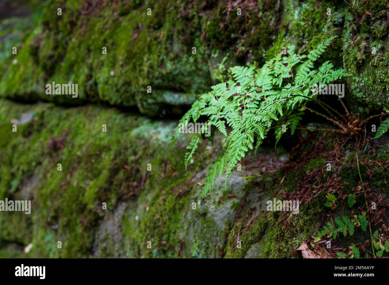 Fragile Fern growing on a mossy wall with defocused background copy-space Stock Photo