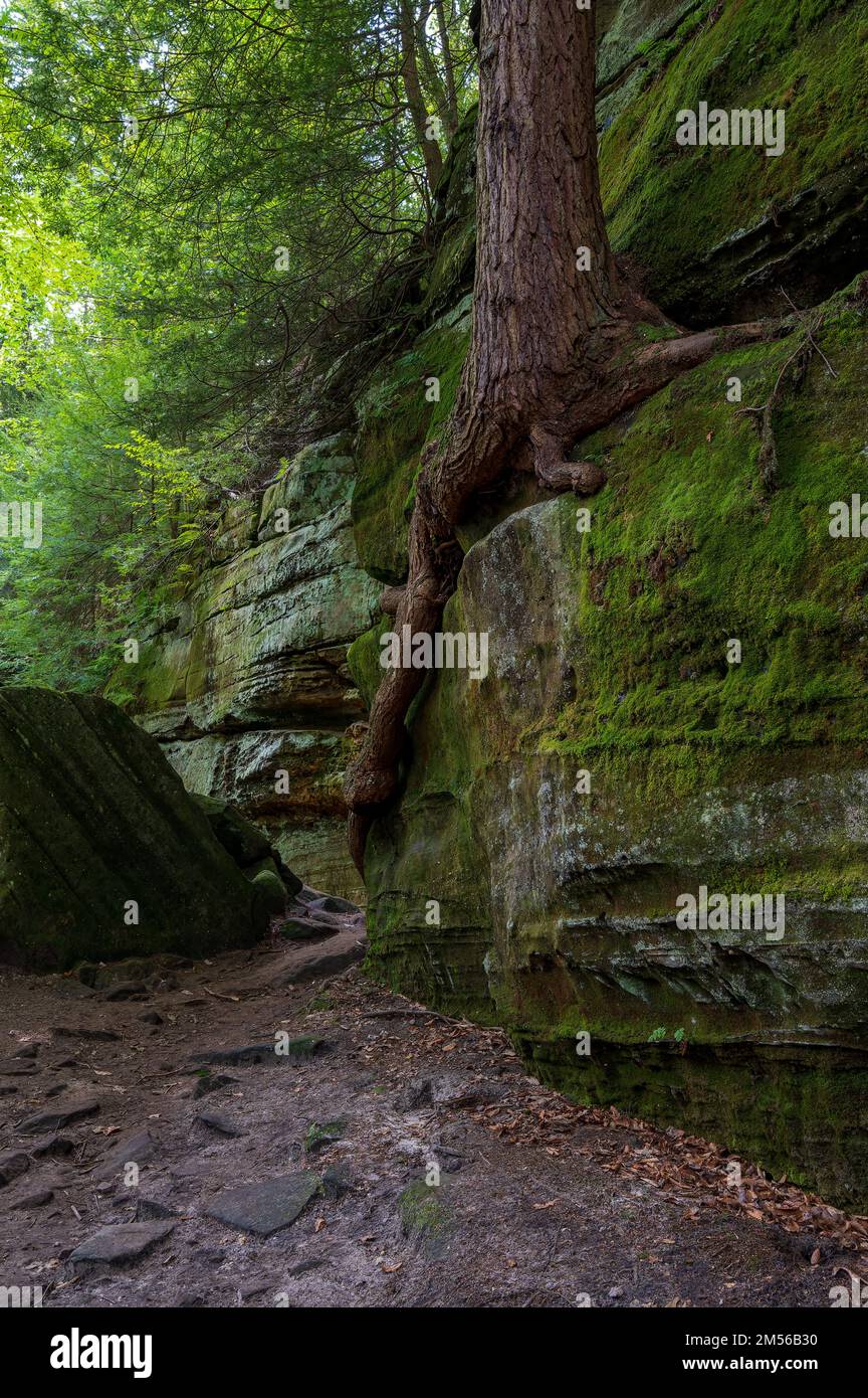 Exposed tree roots growing on vertical wall l in Cuyahoga Valley