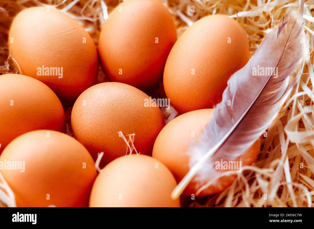 Chicken eggs are foods that are rich in protein and vitamins