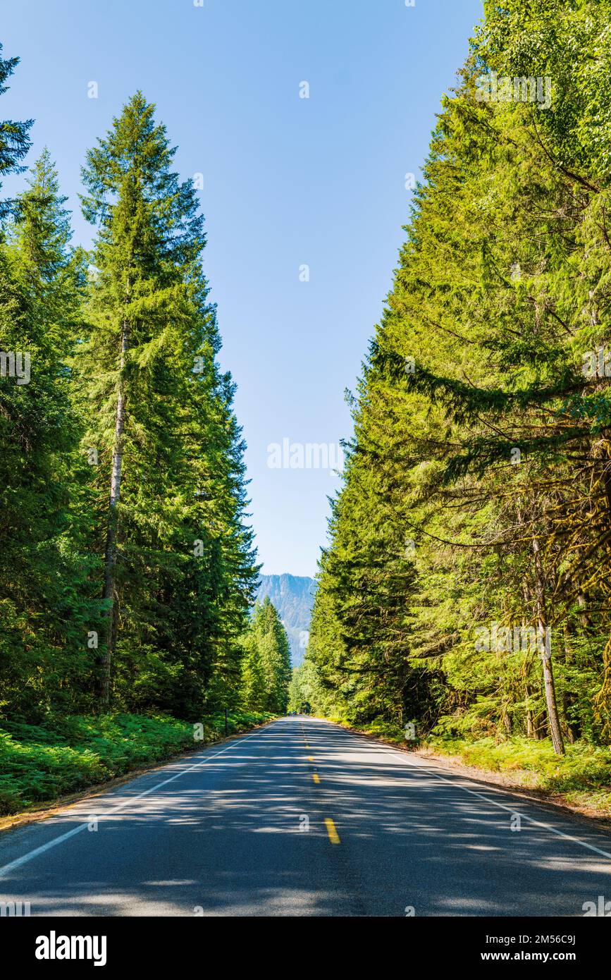 Route 20; central Washington; lined with tall evergreen trees; USA Stock Photo