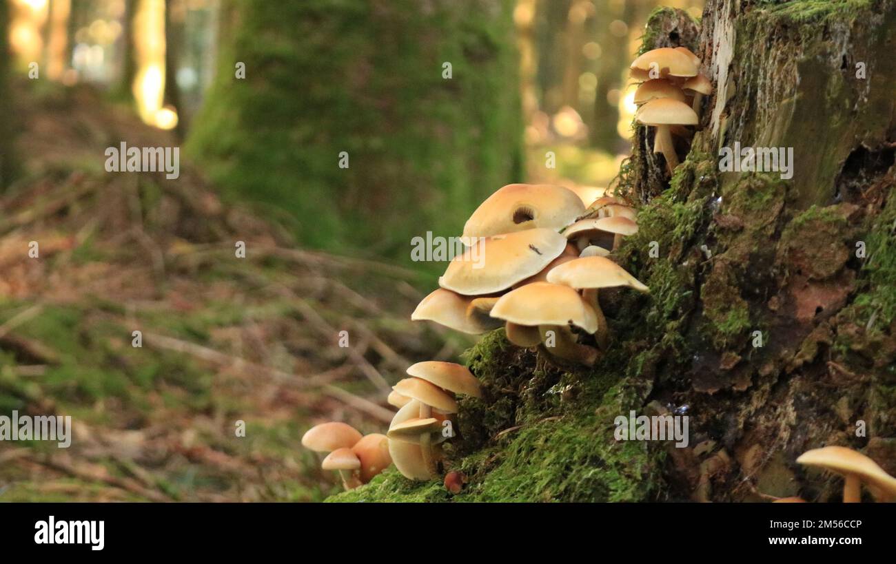 A beautiful view of fungus grown in the forest Stock Photo - Alamy