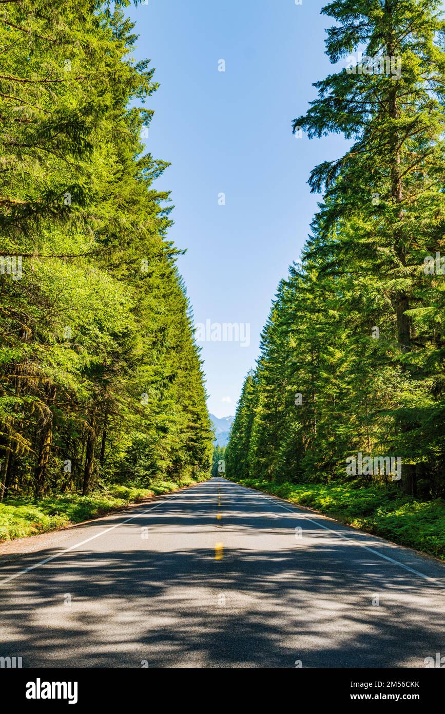Route 20; central Washington; lined with tall evergreen trees; USA Stock Photo