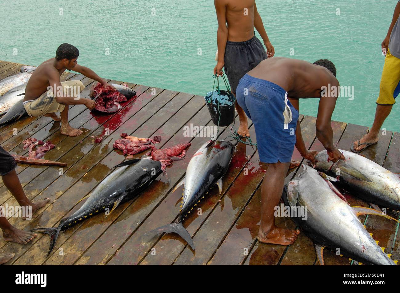 Fischer nehmen nimmt Thunfische Gelbflossen-Thunfisch (Thunnus albacares) auf Bootsteg aus, Santa Maria, Insel Sal, Kapverdische Inseln, Kapverden Stock Photo