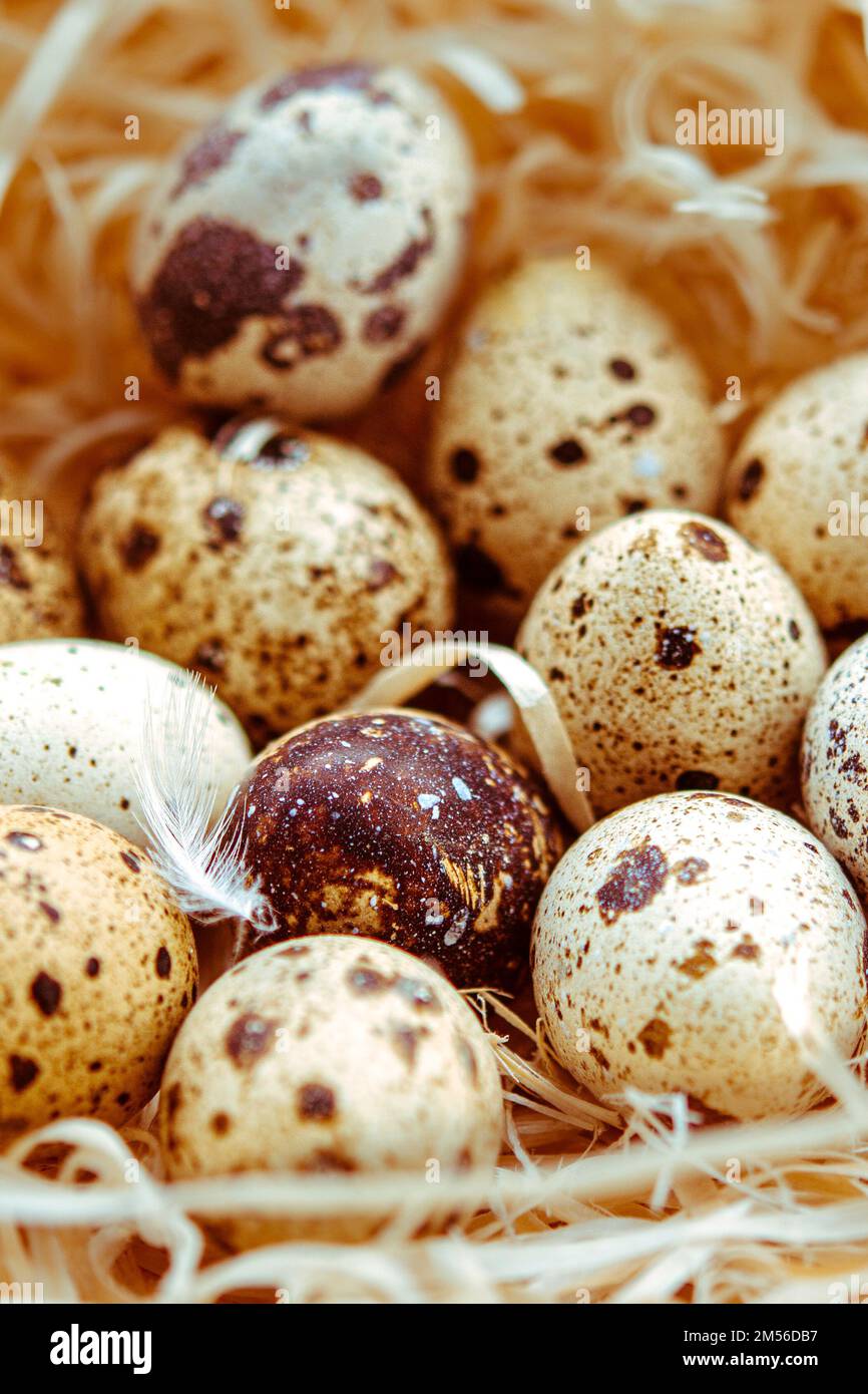 Quail eggs in a straw nest. Diet Stock Photo