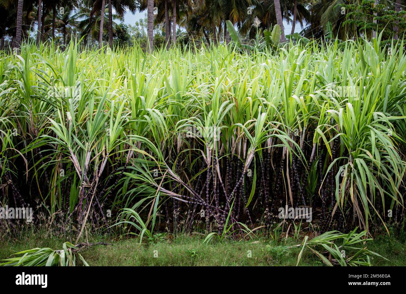 Sugarcane plantation ready for harvest during Pongal festival Stock