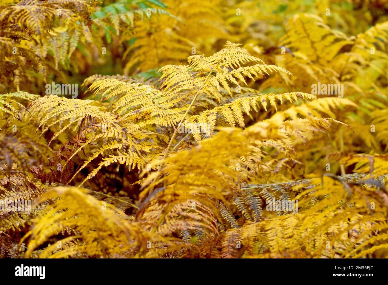 Bracken (pteridium aquilinum), close up of the common deciduous fern in its yellow and brown autumn colours. Stock Photo