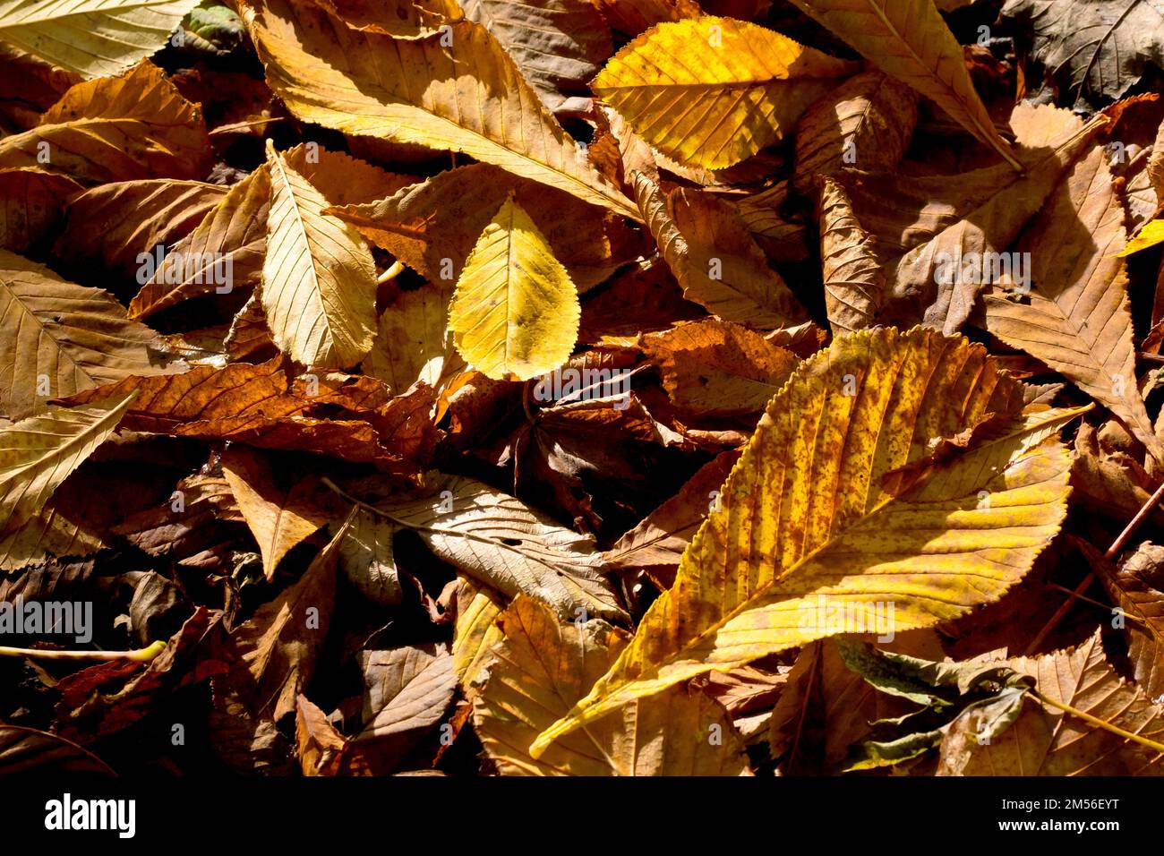 Close up of the leaf litter on a woodland floor, side lit and back lit by a low warm autumn sun. Stock Photo