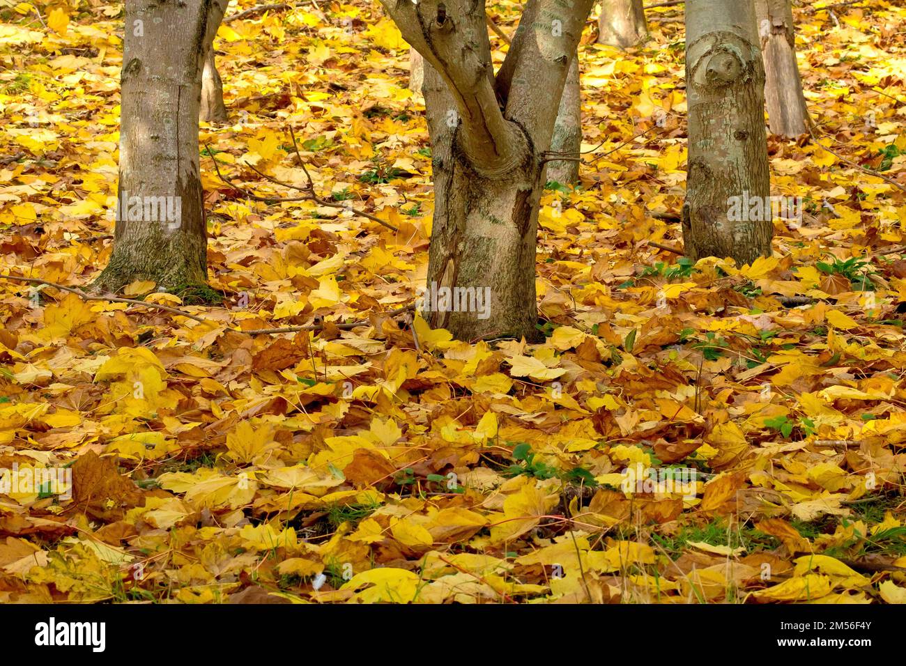 A shot of the floor of a small piece of open woodland in the autumn, the ground strewn with the fallen yellow leaves of the trees. Stock Photo