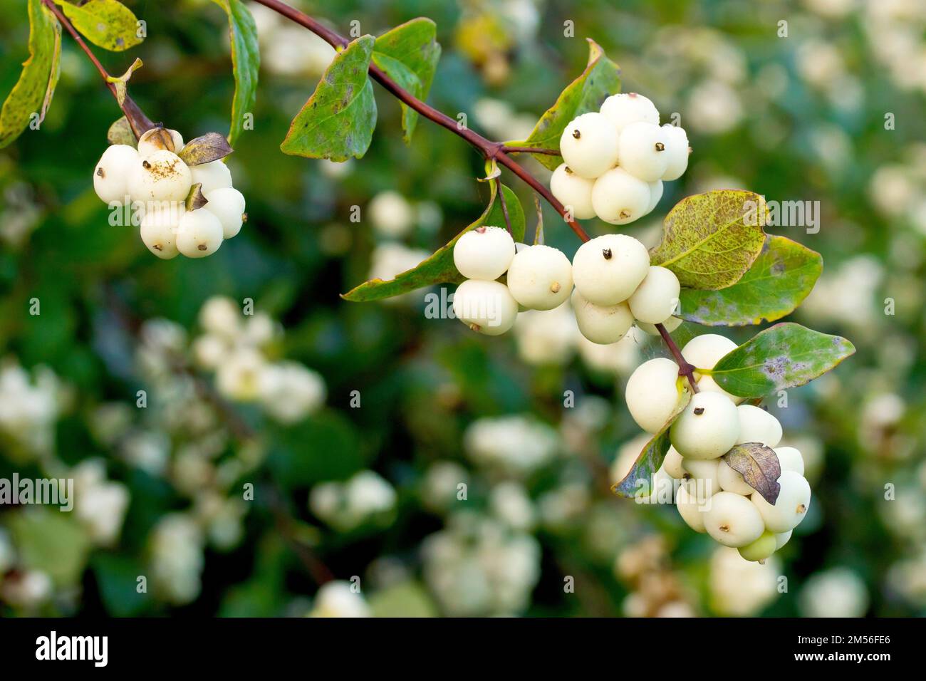 Snowberry (symphoricarpos rivularis), close up showing the clusters of white berries the commonly planted shrub produces during the autumn. Stock Photo