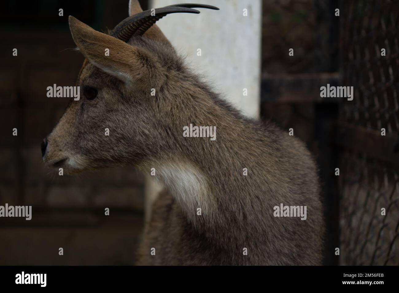 A closeup of a young  long-tailed goral (Naemorhedus caudatus) against blurred background Stock Photo