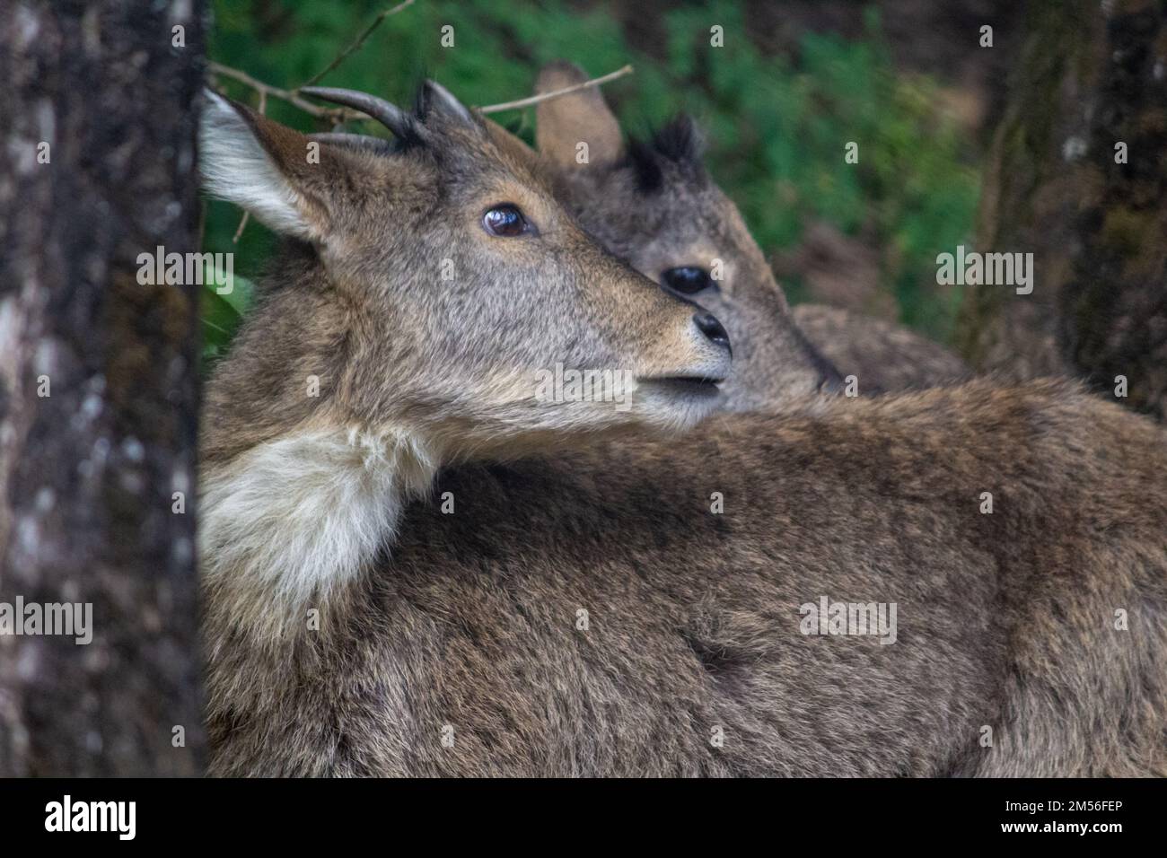 A closeup of long-tailed gorals (Naemorhedus caudatus) in a forest staring to the left Stock Photo