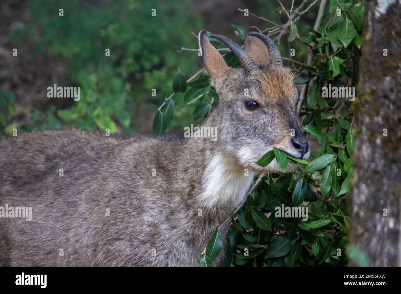 A closeup of a long-tailed goral (Naemorhedus caudatus) with leaves in its mouth in a forest Stock Photo