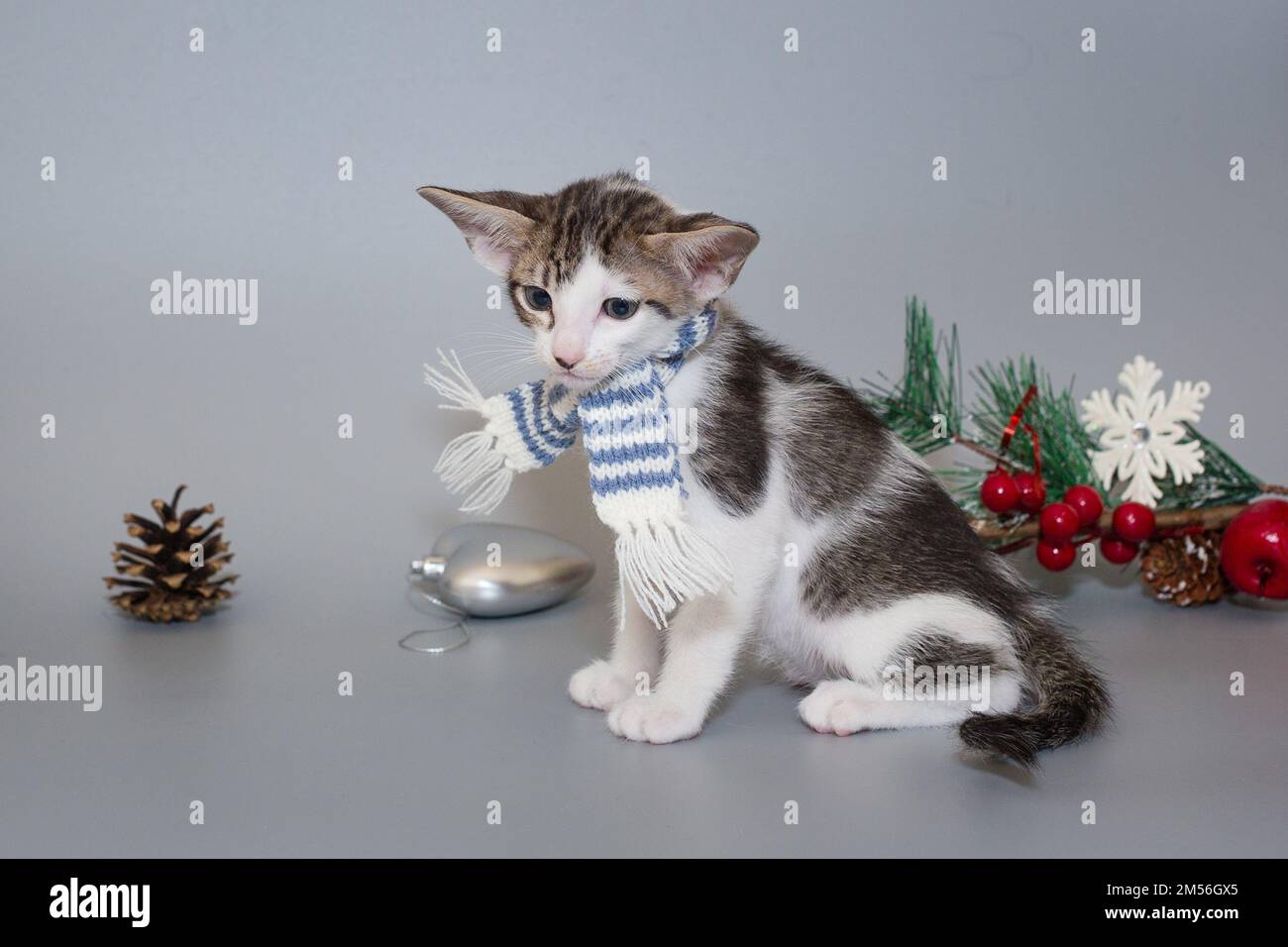 Small oriental kitten in a striped scarf on a gray background Stock Photo