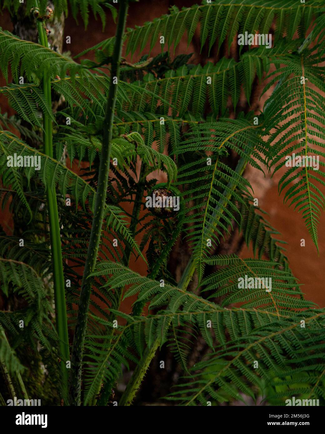Green plant pattern growing in hi-res stock photography and images - Alamy