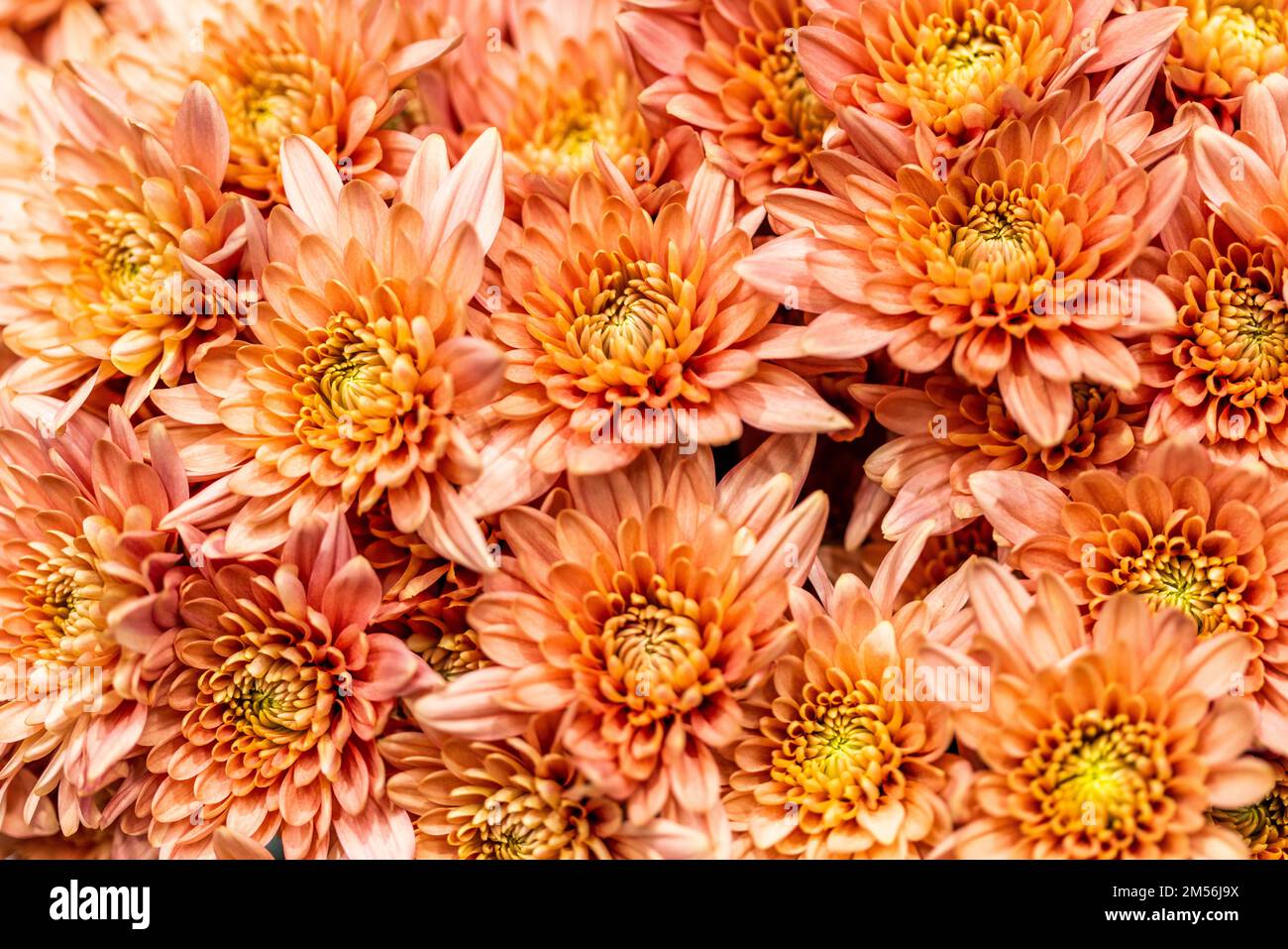 Cremon Disbud flowers imported from Colombia photographed in Miami in