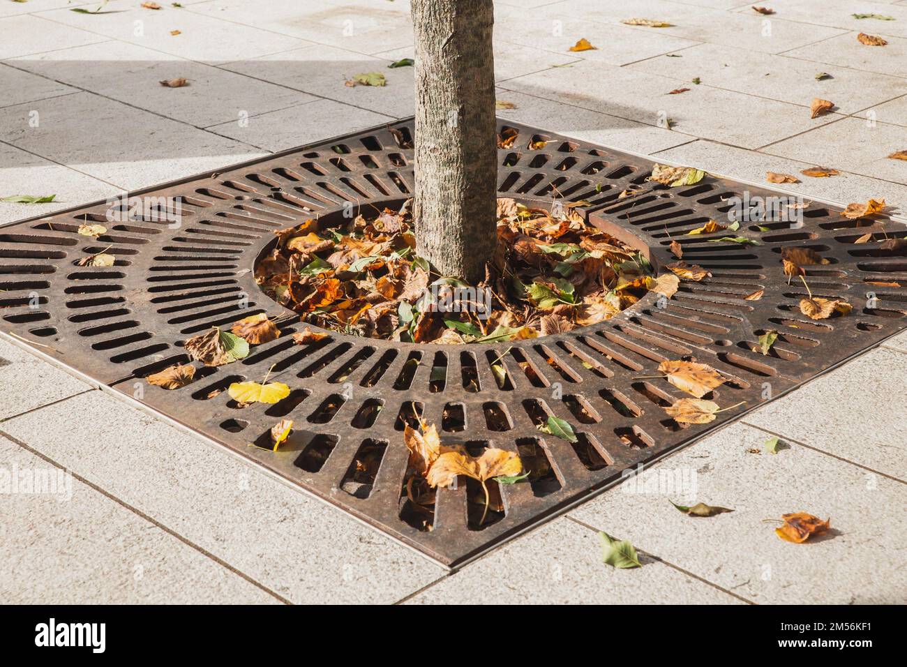 Metal drainage grate on the sidewalk around a tree in Slovenia Stock Photo