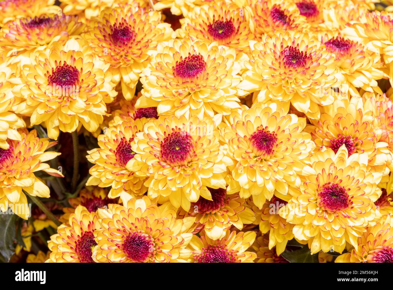 Cremon Disbud flowers imported from Colombia photographed in Miami in ...