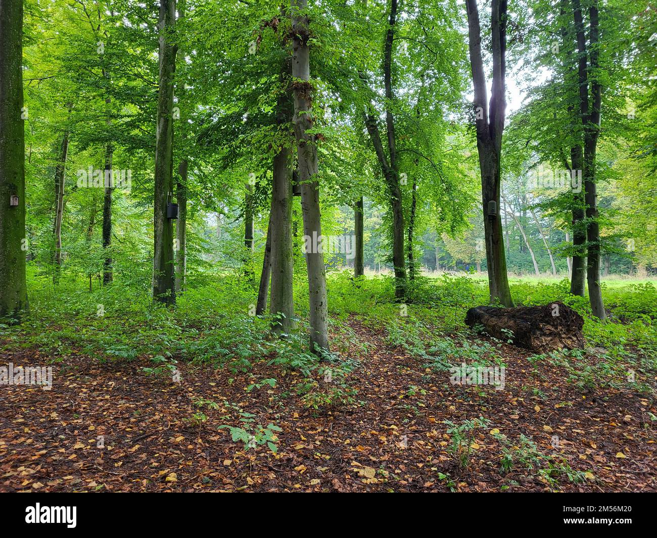 Ground With Trees A forest ground with autumn leaves under green trees with sunlight ...
