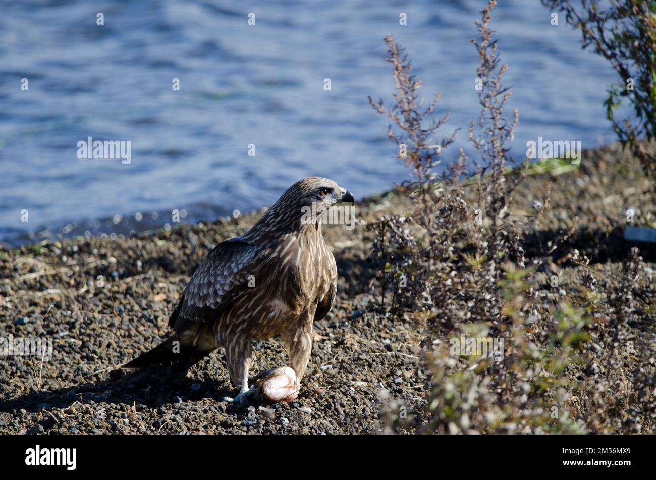 Blackeared kite Milvus migrans lineatus with a fish. Lake Yamanako