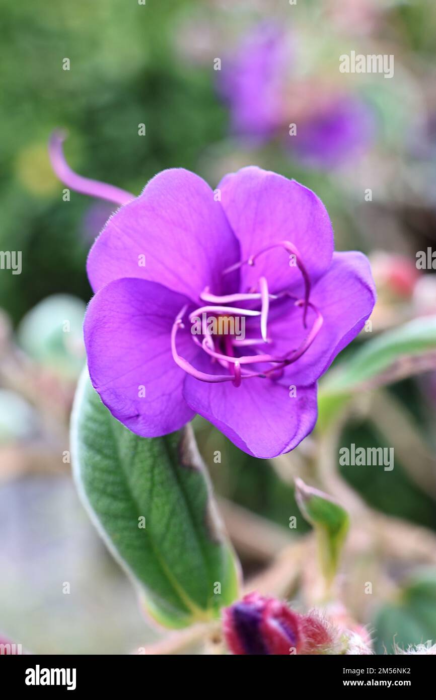 A vertical closeup of purple Tibouchina blossom surrounded by leaves Stock Photo