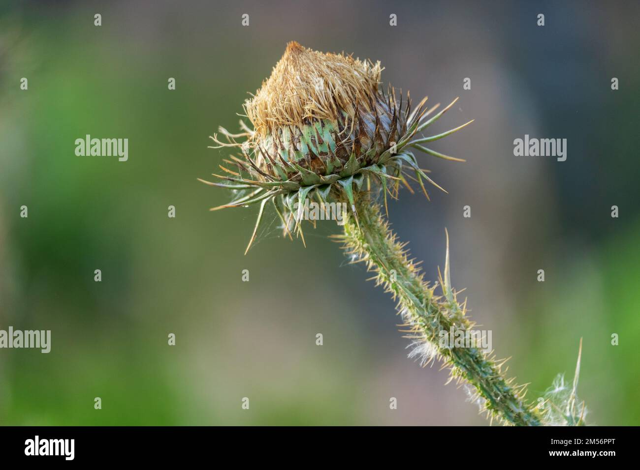 Bud of Arctium lappa on the nature, close-up. Stock Photo