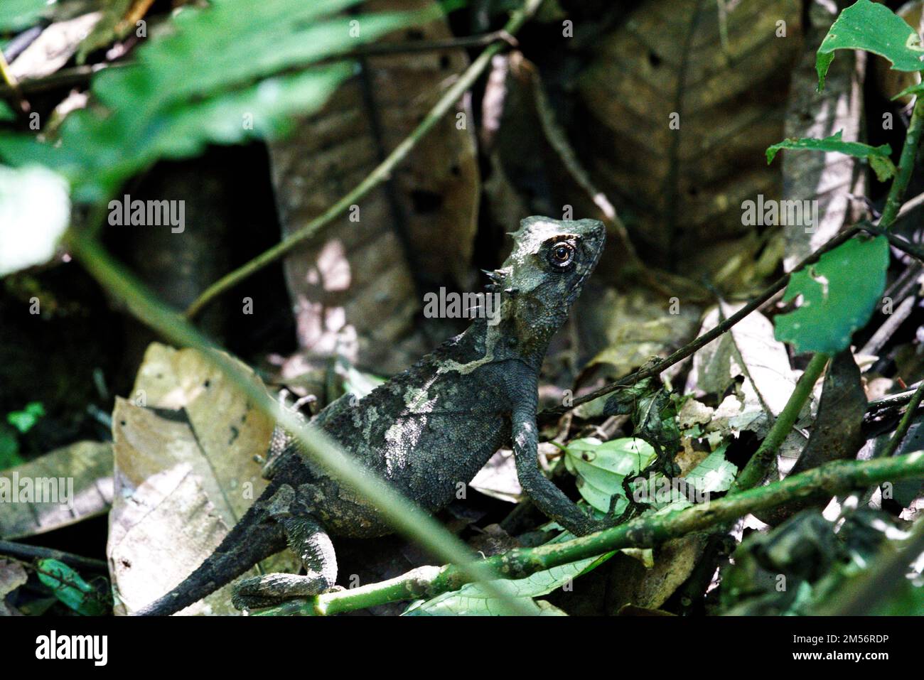 A high angle closeup shot of an Acanthosaura Capra surrounded by green leaves Stock Photo