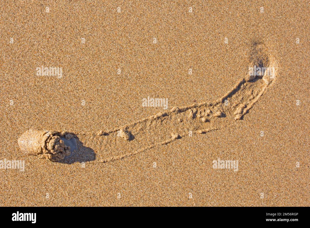 Ince’s Moon Snail moving across a beach.Polinices incei Bargara Australia Stock Photo