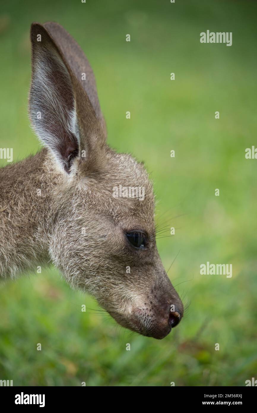 Orphan Eastern Grey Kangaroo joey.Macropus giganteus Male Bundaberg Australia Stock Photo