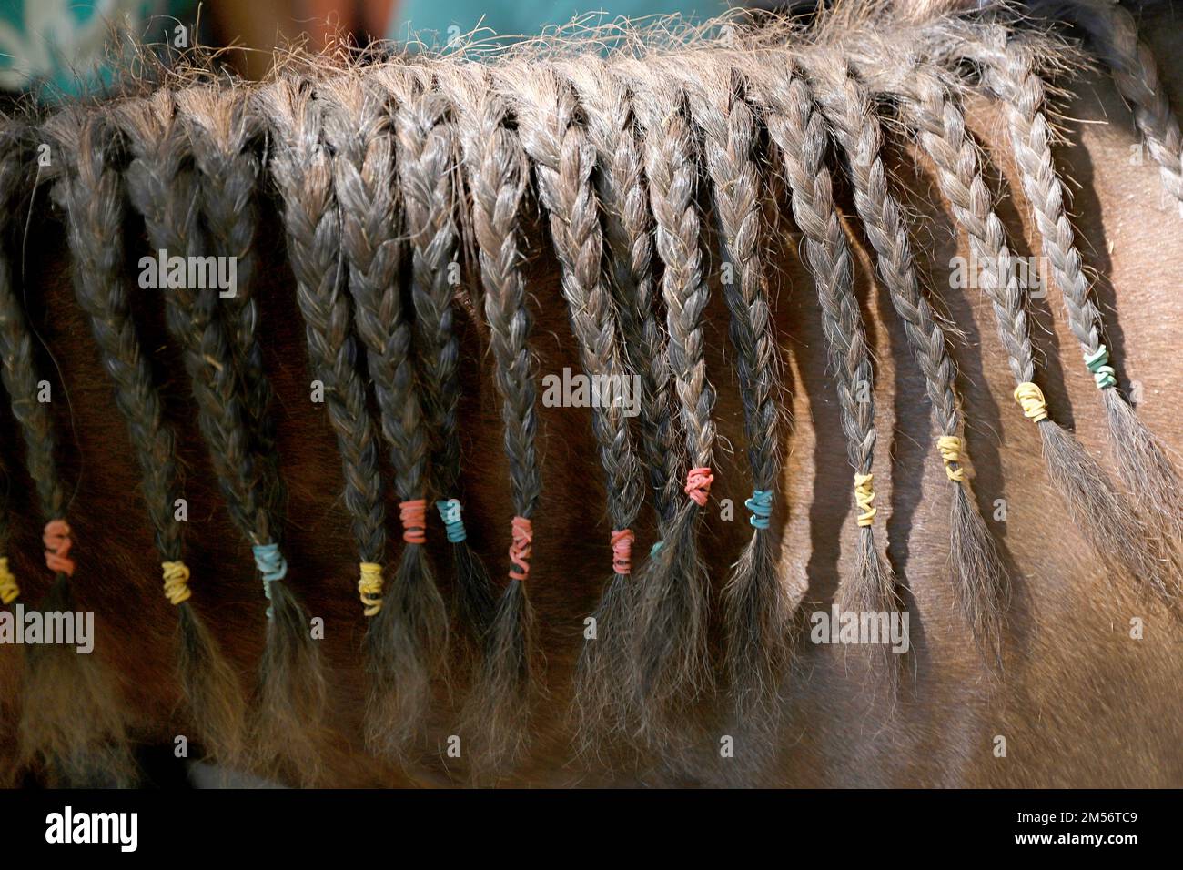 Details of braided pigtail on horse mane. Neck close up of a young domestic horse with a braided mane. Equestrian life. Stock Photo