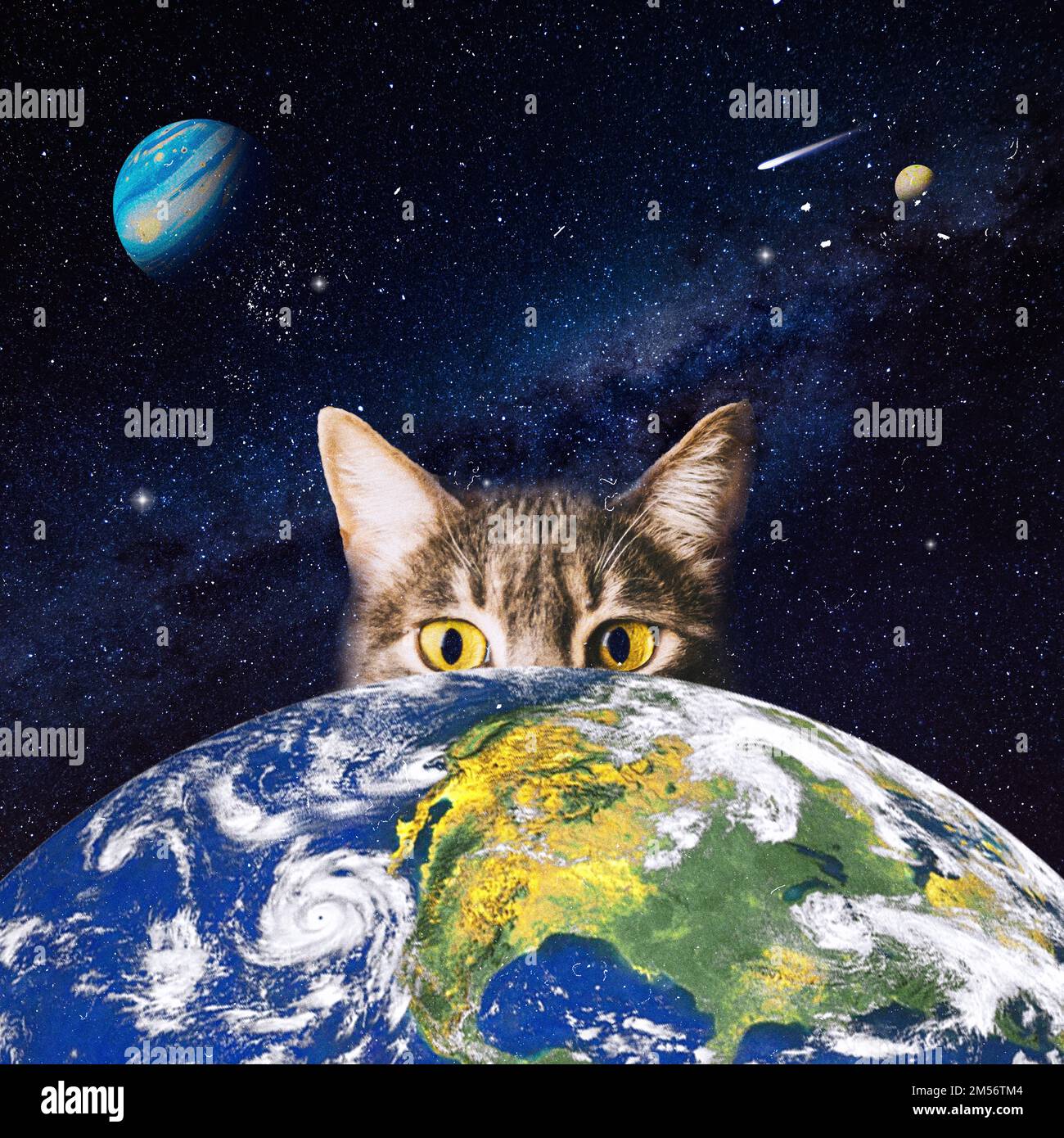 Topo 99+ imagem cats of cosmos br.thptnganamst.edu.vn