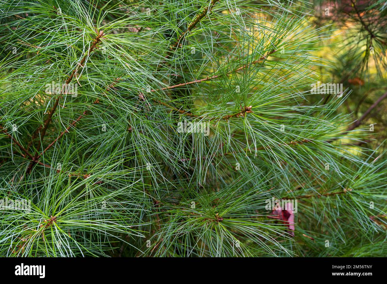 Close-up of white pine needles with copy-space pinus strobus Stock Photo