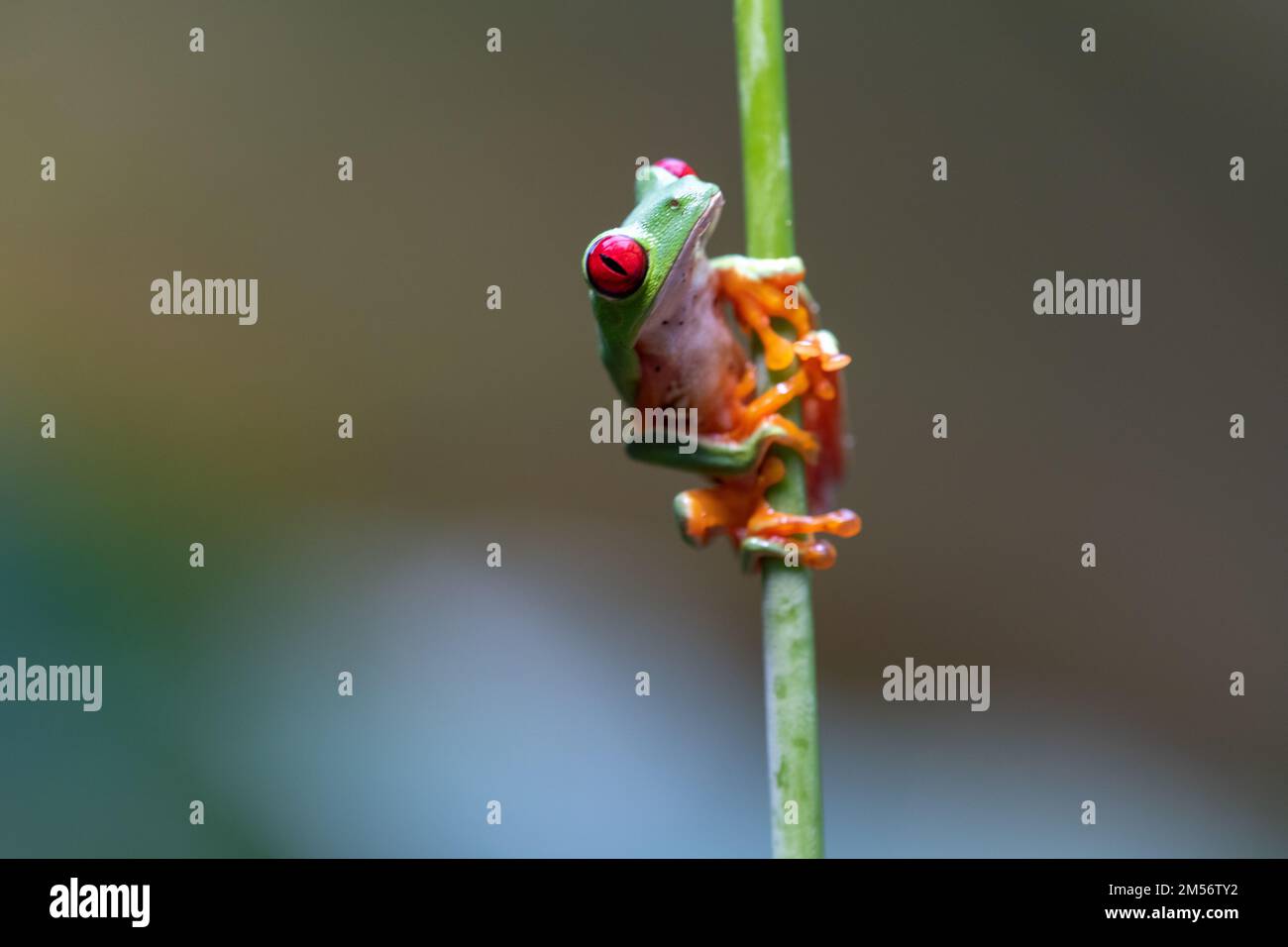 Red-eyed Tree Frog (Agalychnis callidryas) in Costa Rica Stock Photo