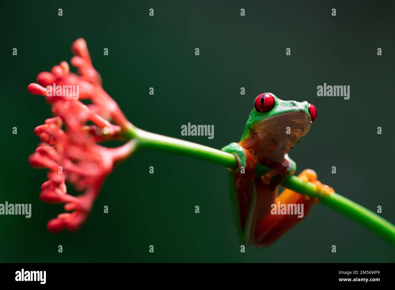 Red-eyed Tree Frog (Agalychnis callidryas) in Costa Rica Stock Photo