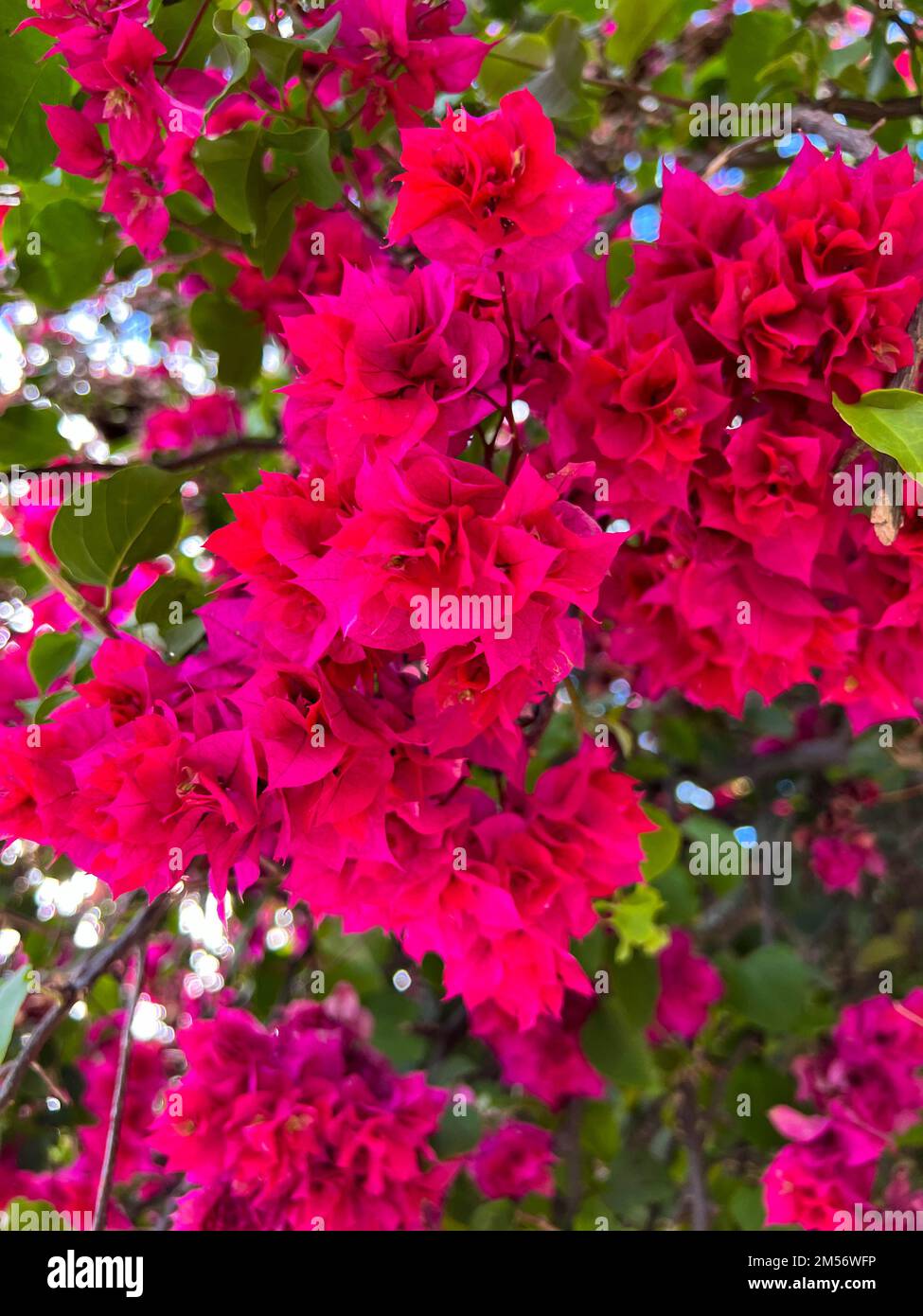 Pink bougainvillea vine with blossoming flowers in Oaxaca, Mexcio Stock Photo