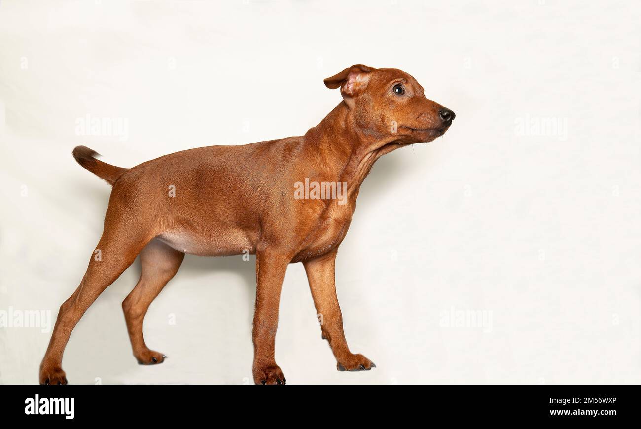 Funny puppy stands sideways on a light background. A curious puppy looks up. A small inquisitive dog. Mini pinscher. Stock Photo