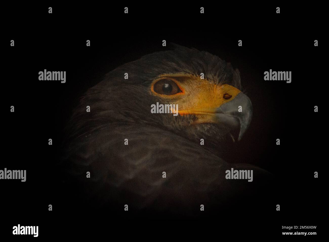 The black eagle, Ictinaetus malaiensis Stock Photo