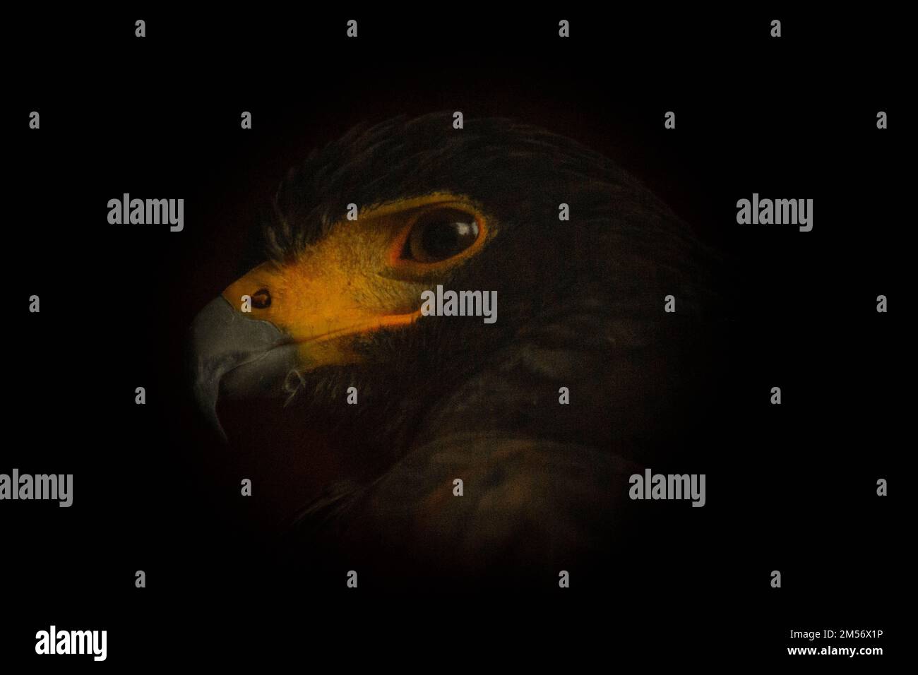 The black eagle, Ictinaetus malaiensis Stock Photo