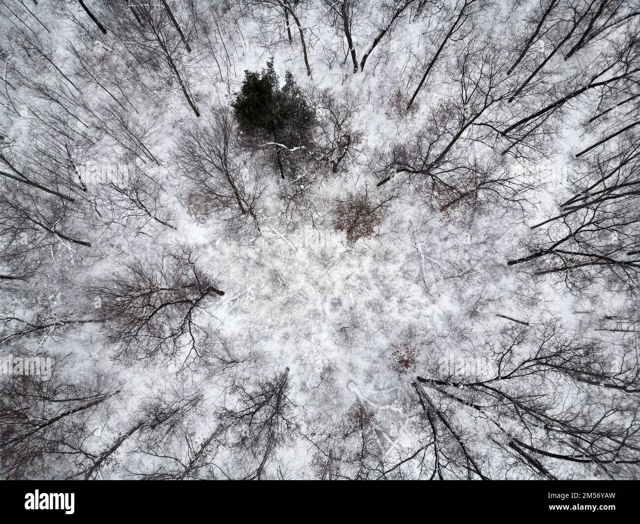 Overhead image of a snowy forest Stock Photo Alamy