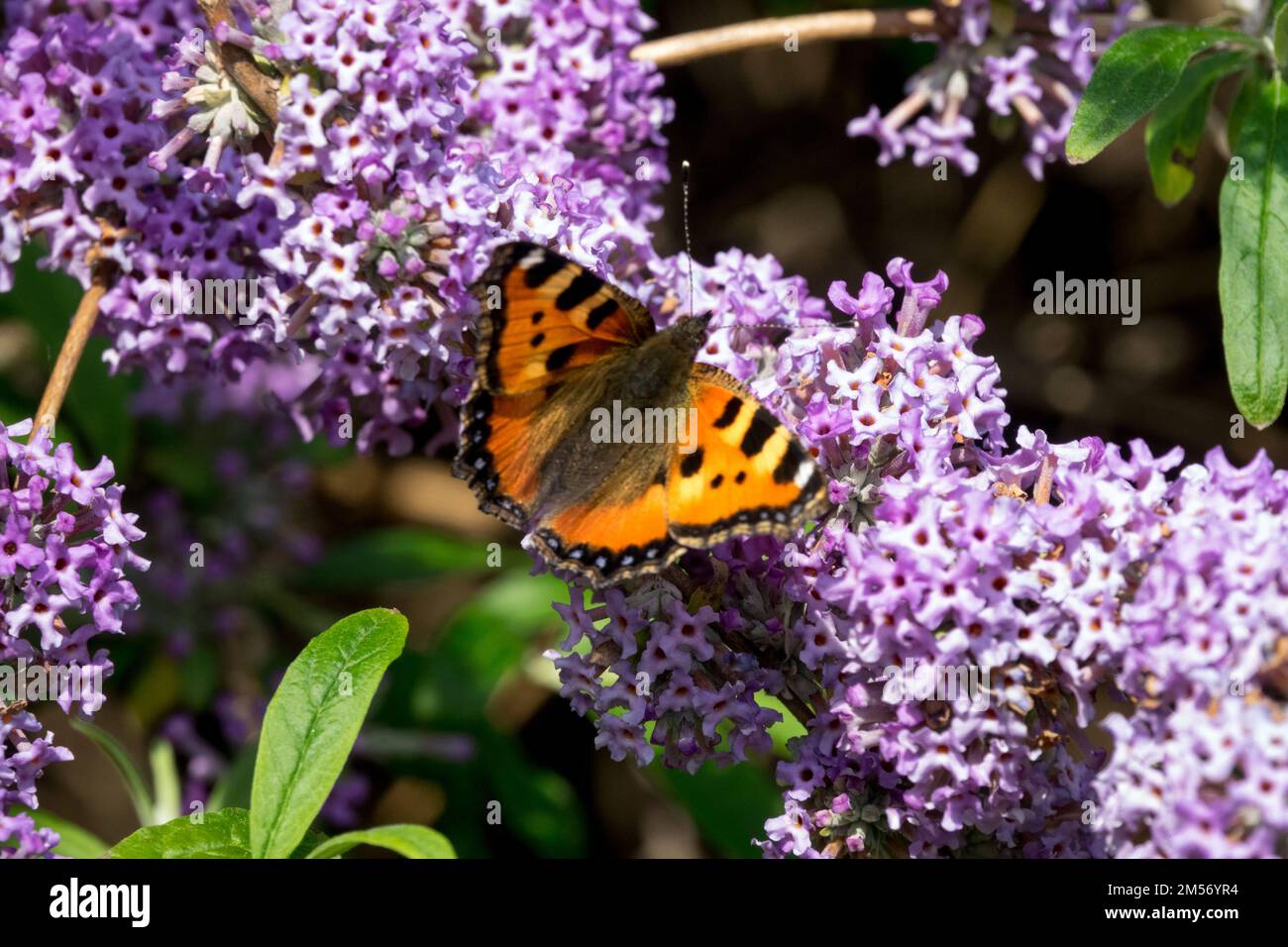 Small Tortoiseshell Butterfly, Aglais urticae, Butterfly on flower, Buddleia alternifolia, Fountain Butterfly Bush lavender colour Stock Photo