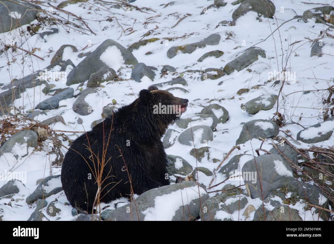 Ussuri brown bear Ursus arctos lasiotus eating a salmon. Shiretoko National Park. Shiretoko Peninsula. Hokkaido. Japan. Stock Photo