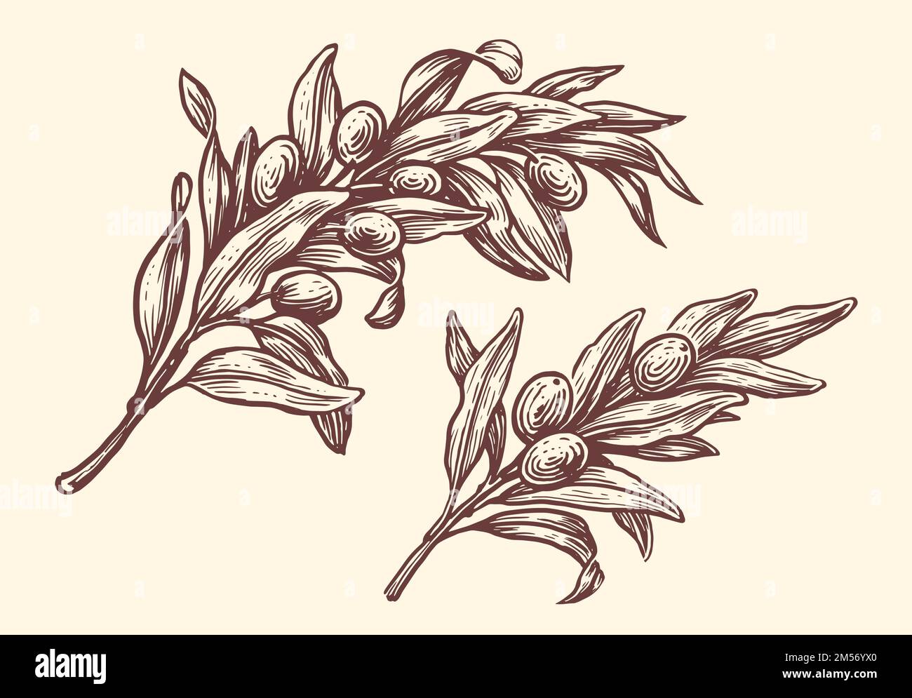 Engraved olive branch with fruits, olives and leaves. Agricultural ripe ...