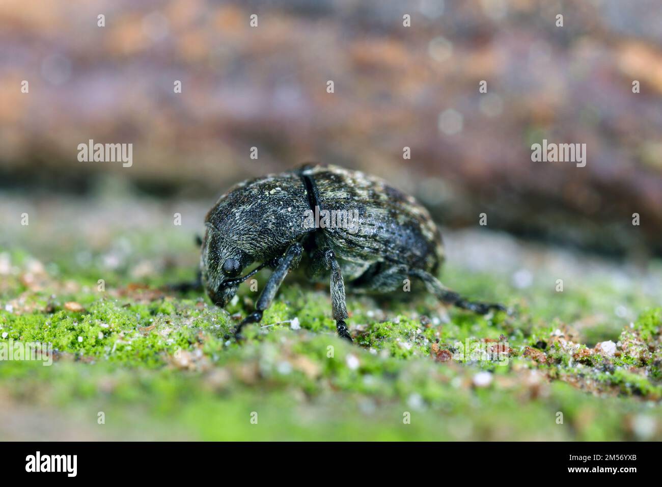 Anthribus nebulosus on wood, macro photo. It is a species of fungus weevil, family Anthribidae, found in Europe, Near East and Northern Asia and intro Stock Photo