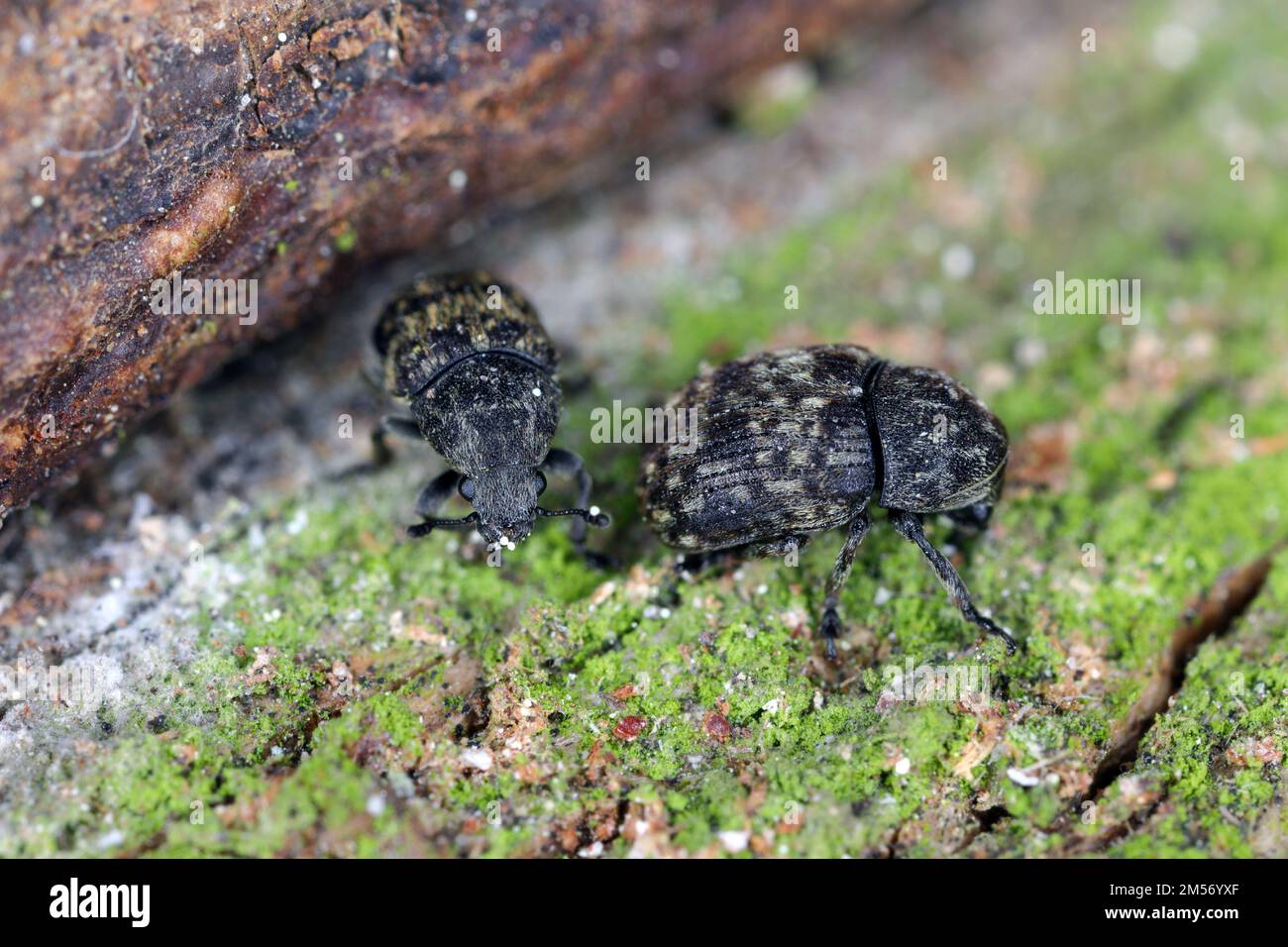Anthribus nebulosus on wood, macro photo. It is a species of fungus weevil, family Anthribidae, found in Europe, Near East and Northern Asia and intro Stock Photo