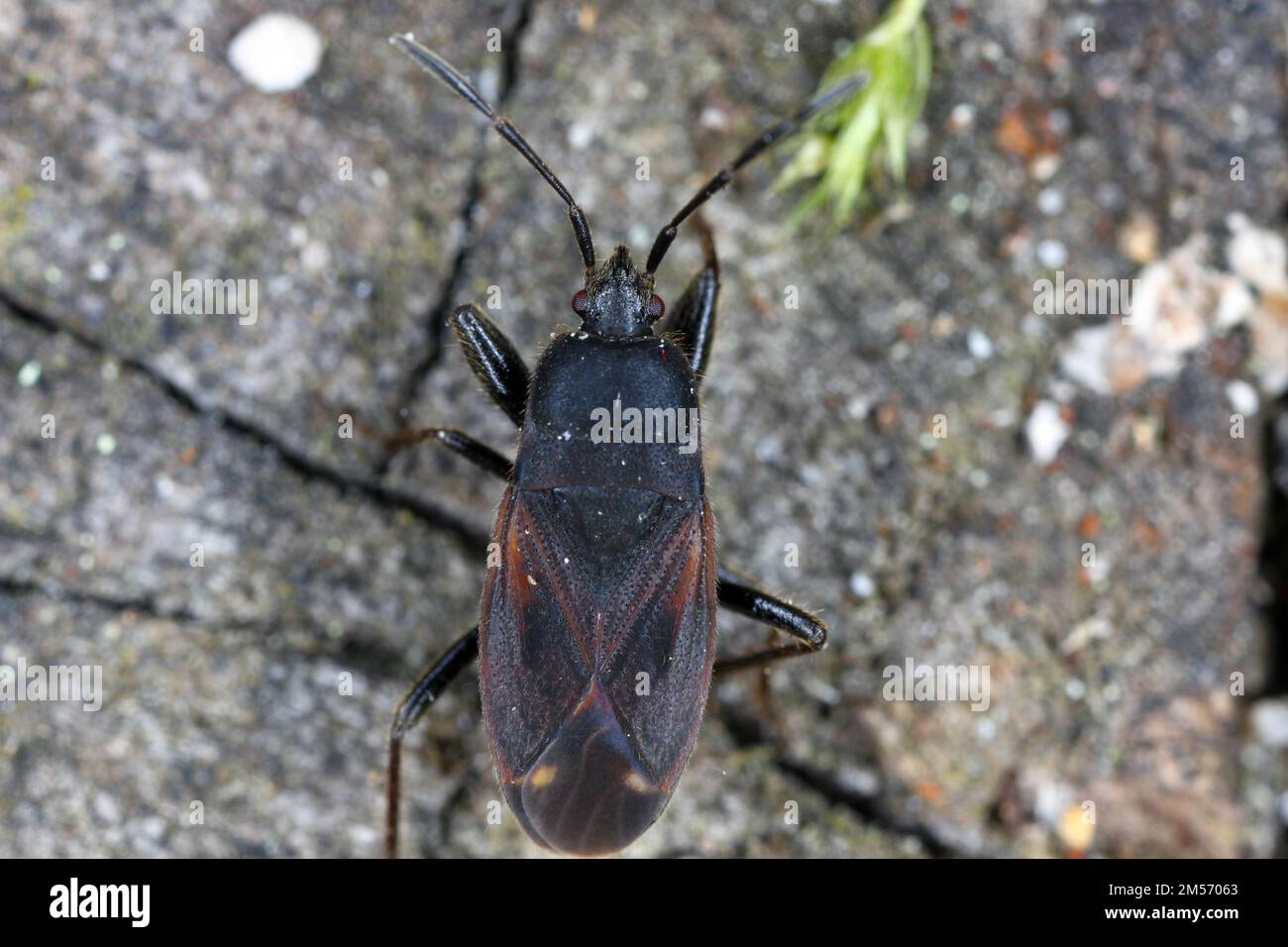 Bug Eremocoris plebejus, Family: Lygaeidae, A scarce bug, known mainly from pine forests. Stock Photo
