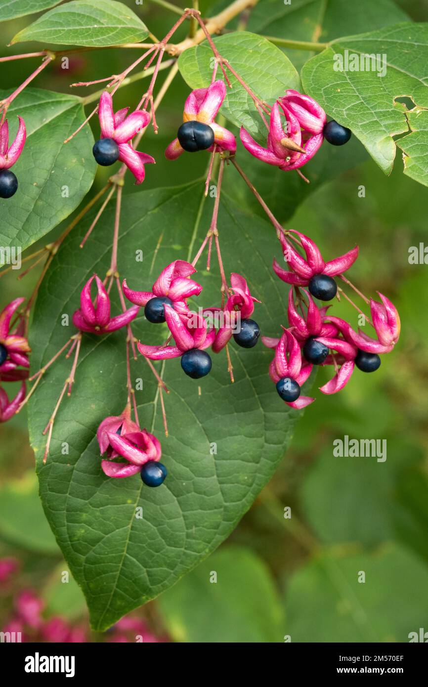 Peanut Butter Shrub Clerodendrum trichotomum Japanese Clerodendrum Stock Photo